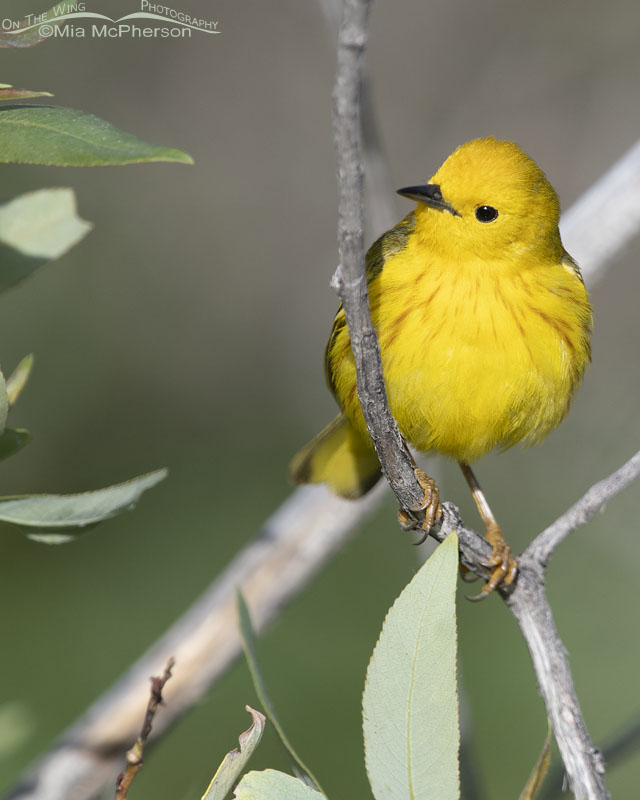 Yellow Warbler male close up, Little Emigration Canyon, Summit County, Utah