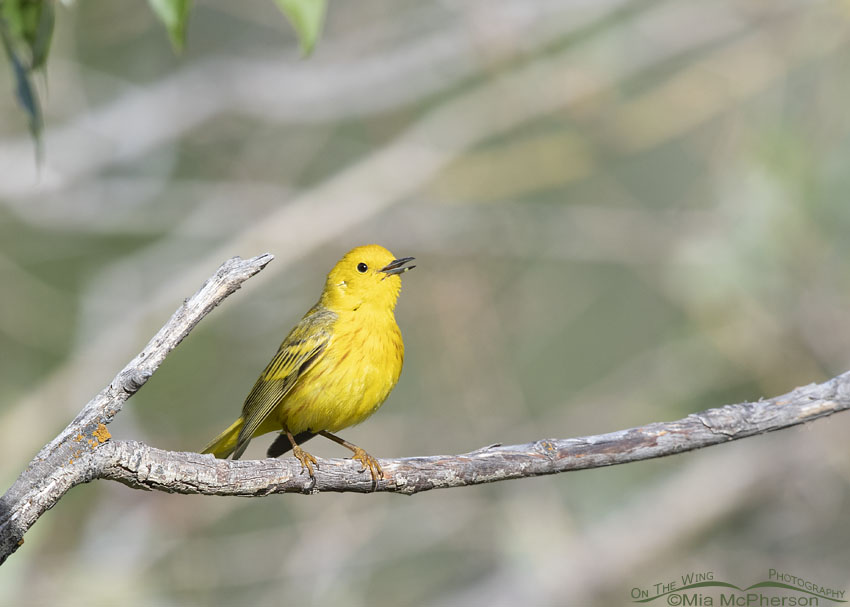 Male Yellow Warbler singing on an old branch, Little Emigration Canyon, Summit County, Utah