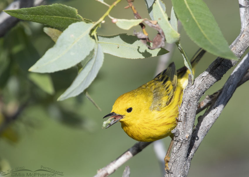 Male Yellow Warbler with prey in his bill, Little Emigration Canyon, Summit County, Utah