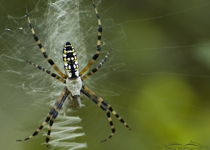 Black and Yellow Garden Spider Images