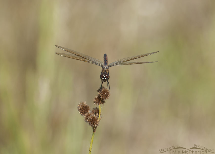 Four-spotted Pennant Dragonfly Images