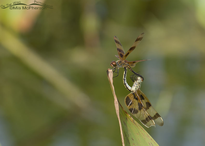 Halloween Pennant Dragonfly Images
