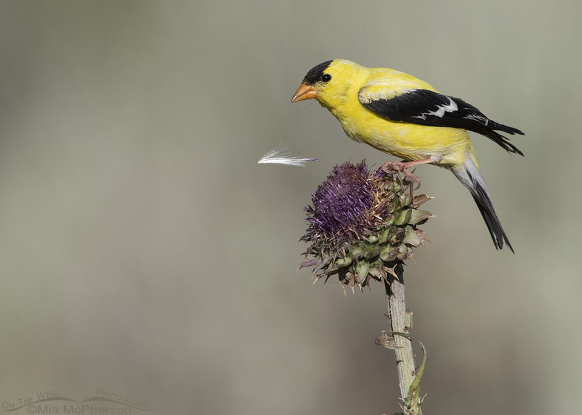 American Goldfinch with falling thistle fluff, Wasatch Mountains, Summit County, Utah