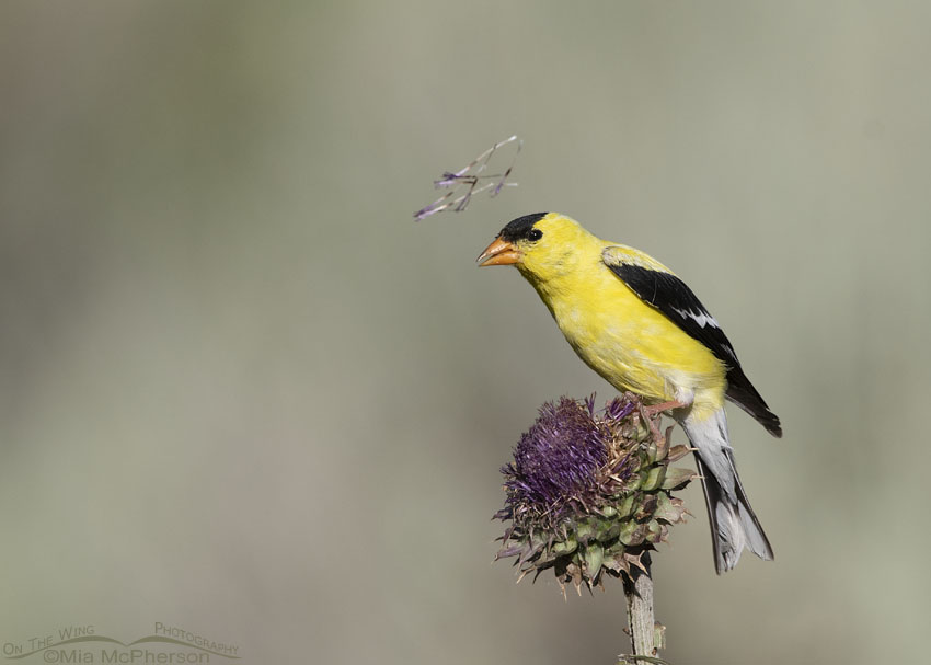 American Goldfinch with flying thistle fluff, Little Emigration Canyon, Summit County, Utah