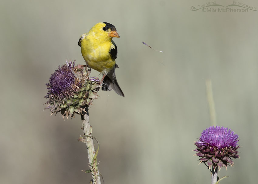 American Goldfinch feeding on thistle seeds, Wasatch Mountains, Summit County, Utah