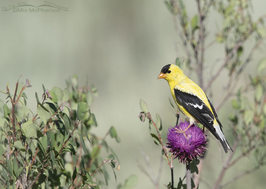 Musk Thistle and American Goldfinch, Wasatch Mountains, Summit County, Utah