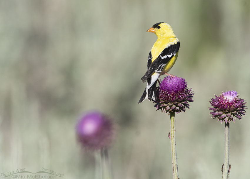 American Goldfinch perched on a Musk Thistle, Wasatch Mountains, Summit County, Utah