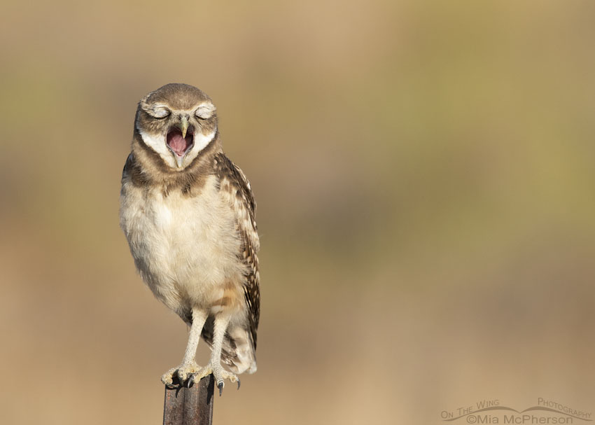 Sleepy juvenile Burrowing Owl, Box Elder County, Utah