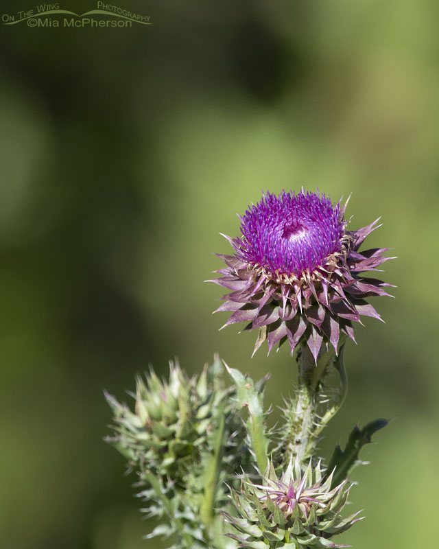 Musk Thistle in bloom, Little Emigration Canyon, Summit County, Utah