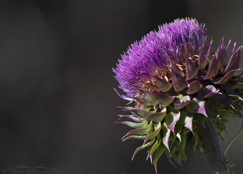 Musk Thistle with dark background, Little Emigration Canyon, Summit County, Utah