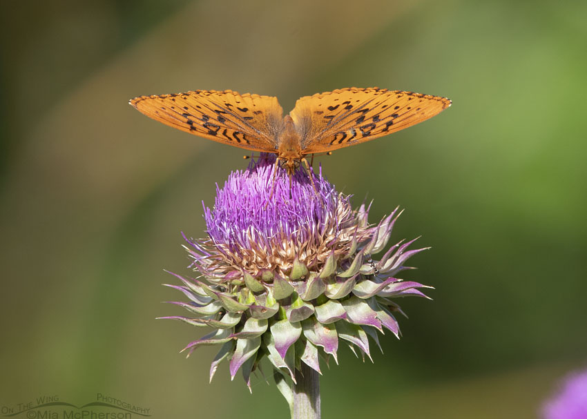 Fritillary butterfly on a Musk Thistle, Little Emigration Canyon, Summit County, Utah
