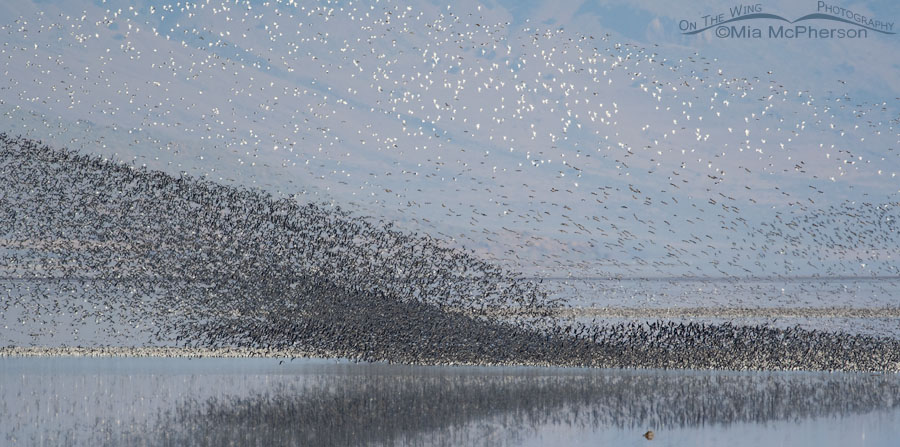 Murmuration of thousands of phalaropes, Antelope Island State Park, Davis County, Utah