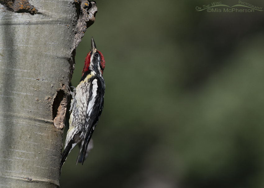 Adult male Red-naped Sapsucker in a defensive pose, Targhee National Forest, Clark County, Idaho
