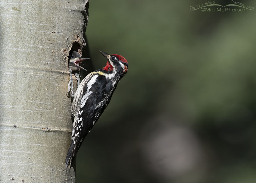 Red-naped Sapsucker chick begging for food, Targhee National Forest, Clark County, Idaho