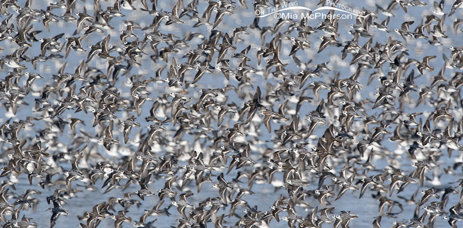 Red-necked Phalarope flock in flight, Antelope Island State Park, Davis County, Utah