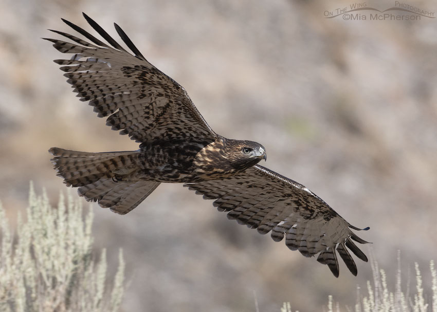 Red-tailed Hawk juvenile in flight at eye level, Box Elder County, Utah