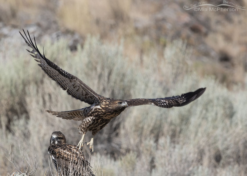 Red-tailed Hawk juvenile lifting off over its sibling, Box Elder County, Utah
