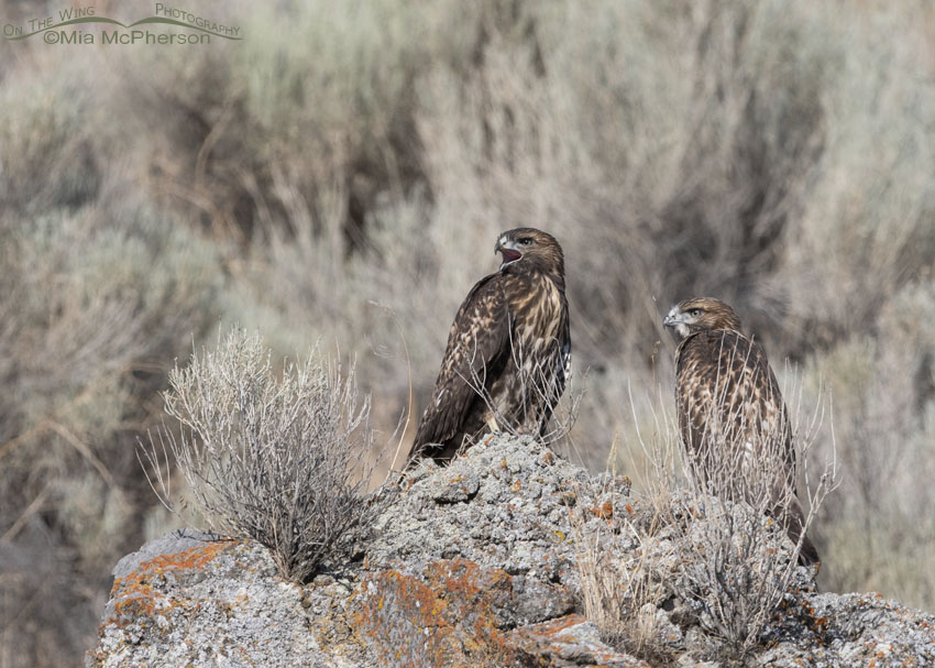 Red-tailed Hawk siblings on a lichen covered rock, Box Elder County, Utah