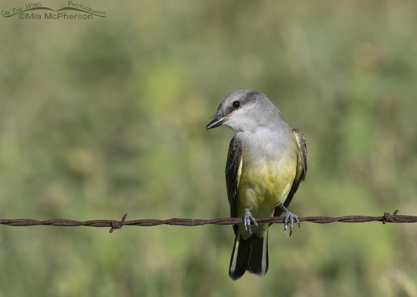 Curious Western Kingbird juvenile, Box Elder County, Utah