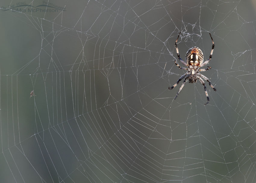 Western Spotted Orbweaver resting in her web, Antelope Island State Park, Davis County, Utah