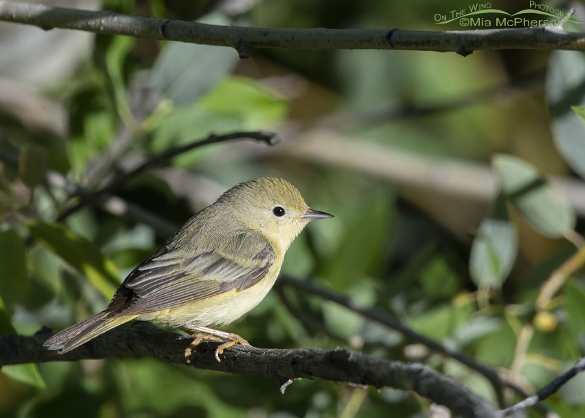 Female Yellow Warbler in a thicket, Little Emigration Canyon, Summit County, Utah