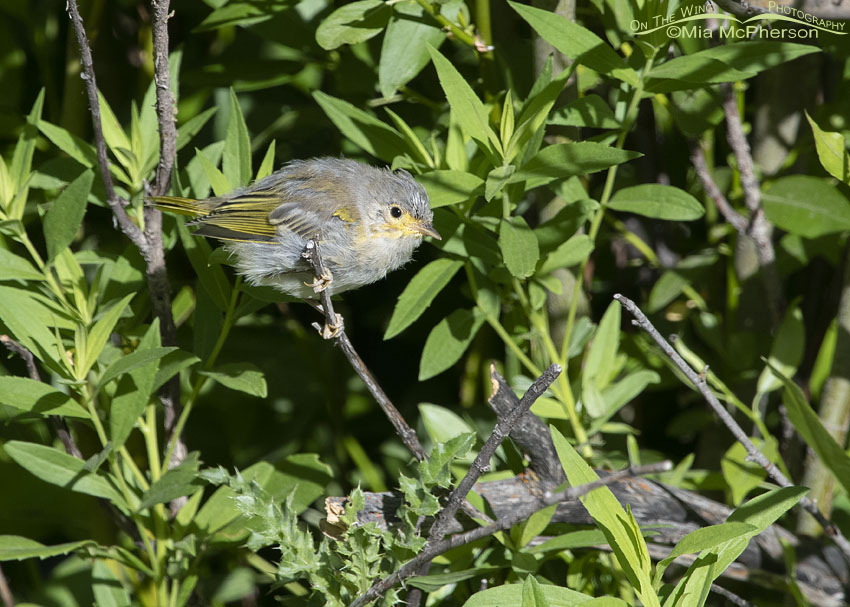 Fledgling Yellow Warbler foraging on its own, Wasatch Mountains, Summit County, Utah