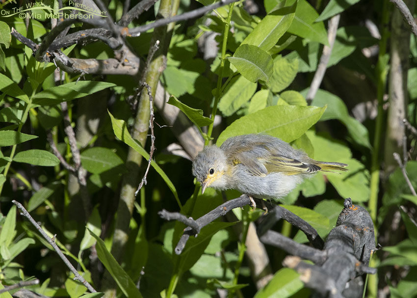 Fledgling Yellow Warbler searching for food, Wasatch Mountains, Summit County, Utah
