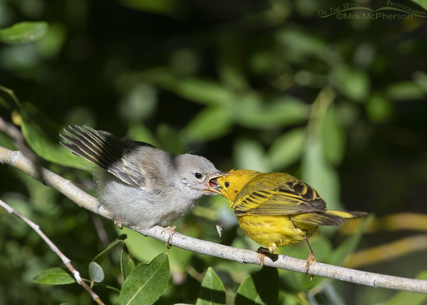 Fledgling Yellow Warbler and missed prey, Wasatch Mountains, Summit County, Utah