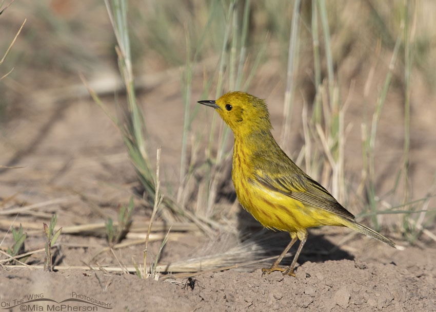 Male Yellow Warbler foraging on the ground, Little Emigration Canyon, Summit County, Utah