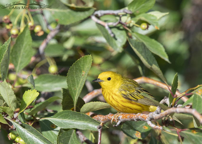 Male Yellow Warbler in a Hawthorn tree, Little Emigration Canyon, Summit County, Utah