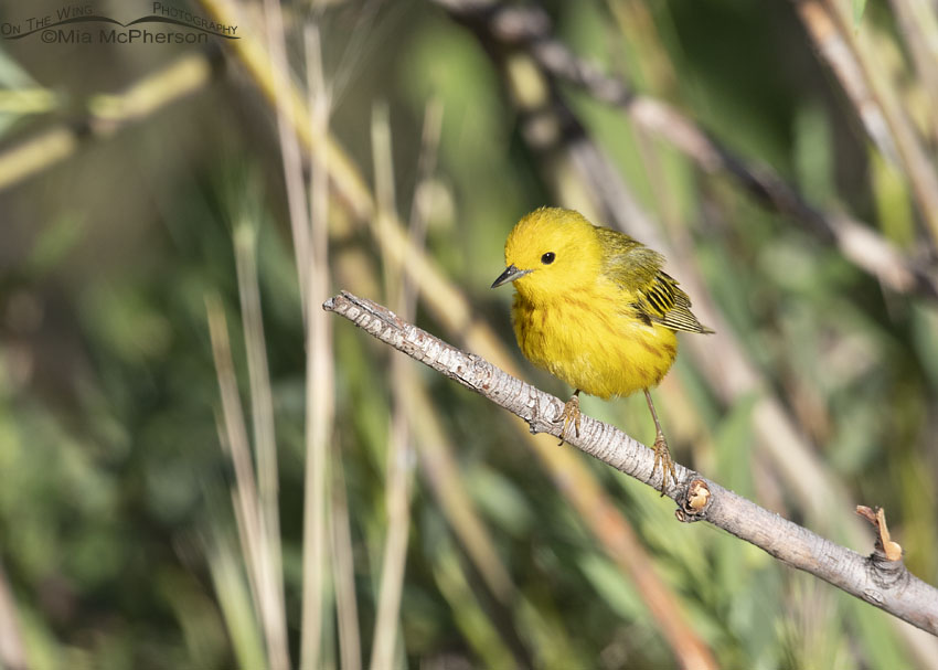Yellow Warbler male on a thin branch, Wasatch Mountains, Summit County, Utah