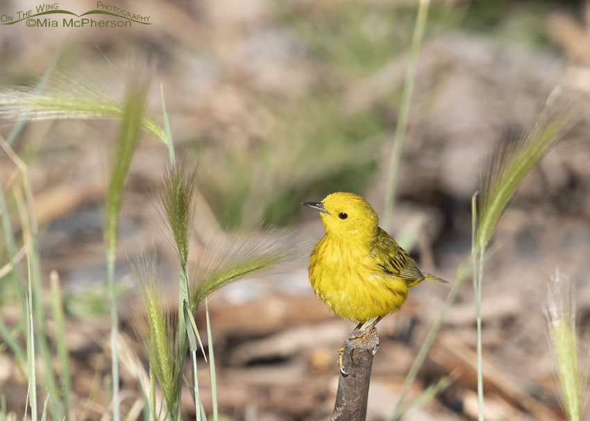 Perky Yellow Warbler male, Little Emigration Canyon, Summit County, Utah