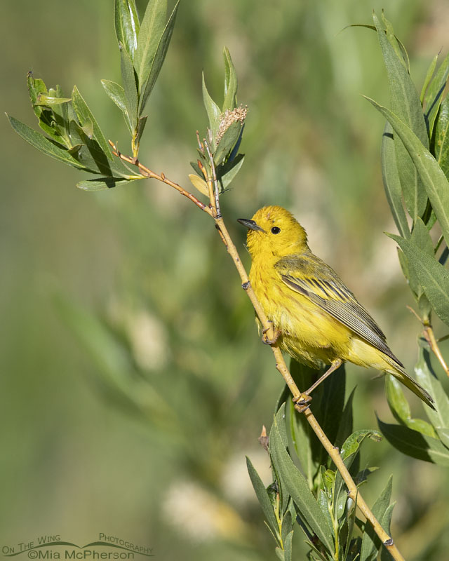 Male Yellow Warbler shining brightly in the willows, Wasatch Mountains, Summit County, Utah