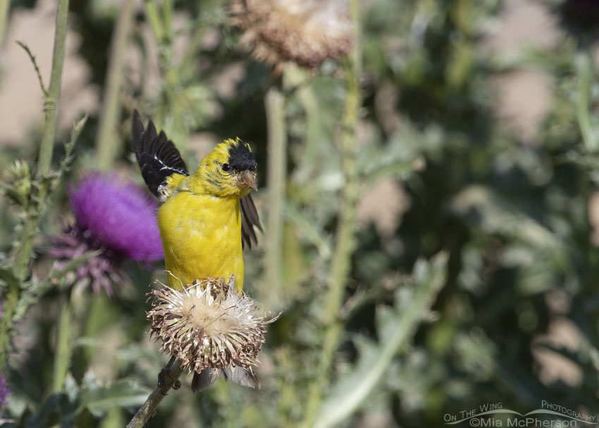 Male American Goldfinch lifting off, Little Emigration Canyon, Morgan County, Utah