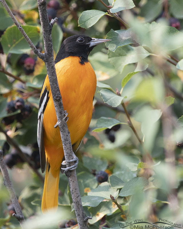 Adult male Baltimore Oriole in a serviceberry, Morgan County, Utah