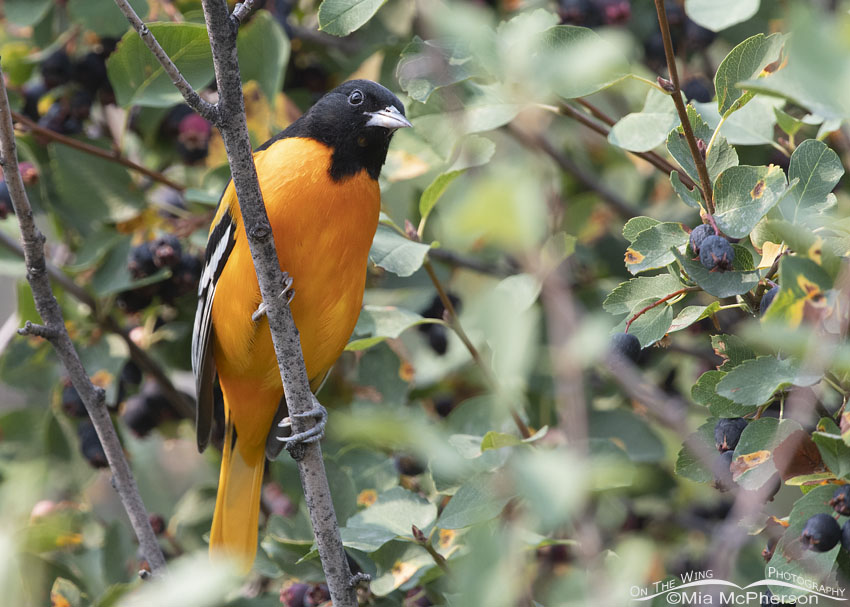 Baltimore Oriole