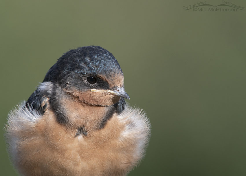 Juvenile Barn Swallow portrait, Wasatch Mountains, Morgan County, Utah
