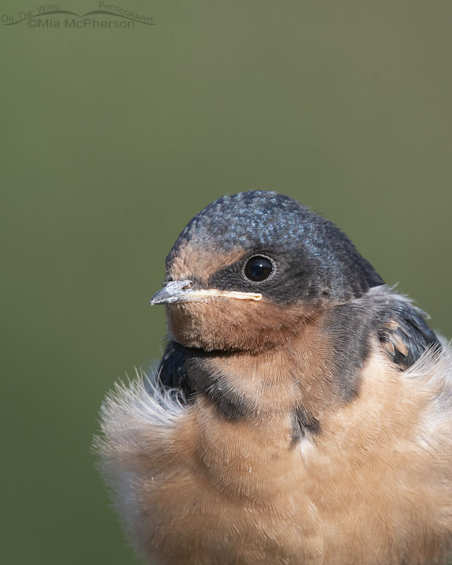 Barn Swallow juvenile up close, Wasatch Mountains, Morgan County, Utah