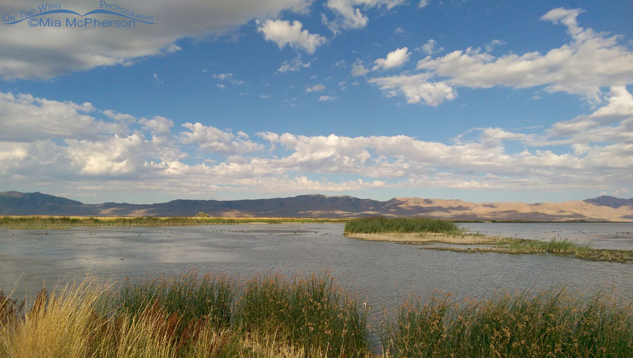 Southwest corner of the auto tour route at Bear River Migratory Bird Refuge