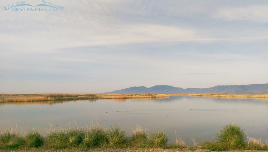 Looking west from one of the boat ramps at Bear River Migratory Bird Refuge