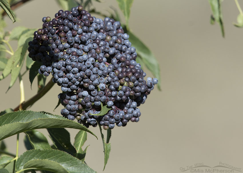 Ripening Blue Elderberry berries, Little Emigration Canyon, Summit County, Utah