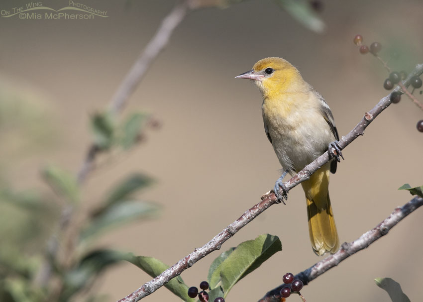 Bullock's Oriole juvenile perched in a Chokecherry, Wasatch Mountains, Morgan County, Utah