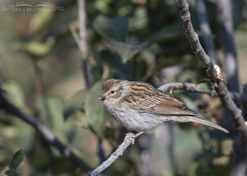 Juvenile Chipping Sparrow with berry juice on its bill, Wasatch Mountains, Morgan County, Utah