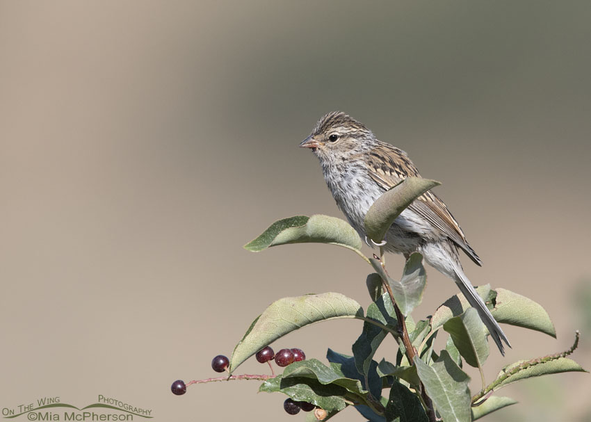 Juvenile Chipping Sparrow perched on a Chokecherry branch, Little Emigration Canyon, Morgan County, Utah