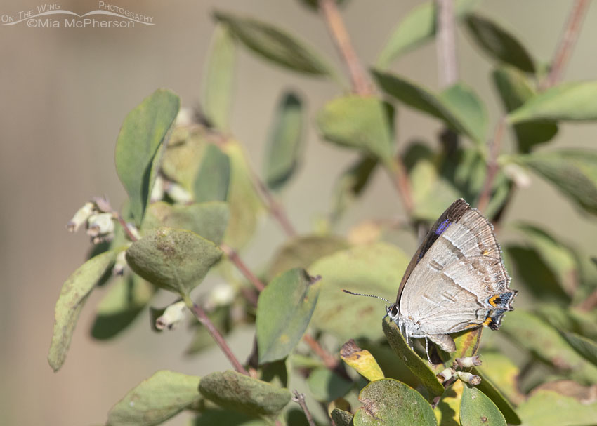 Resting Colorado Hairstreak Butterfly, Little Emigration Canyon, Morgan County, Utah
