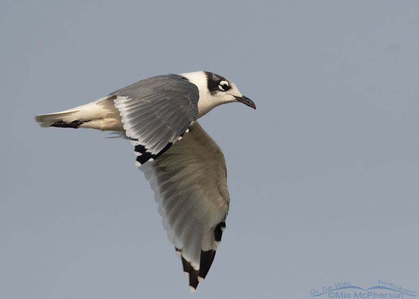 Franklin's Gull in flight over a Bear River MBR marsh, Box Elder County, Utah