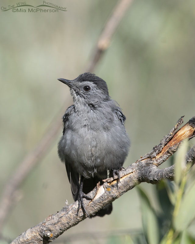 Immature Gray Catbird after bathing, Little Emigration Canyon, Morgan County, Utah