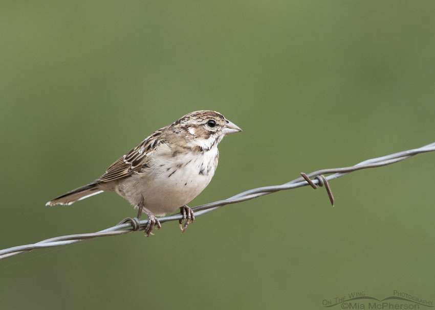 Immature Lark Sparrow in a mountain canyon, Little Emigration Canyon, Morgan County, Utah