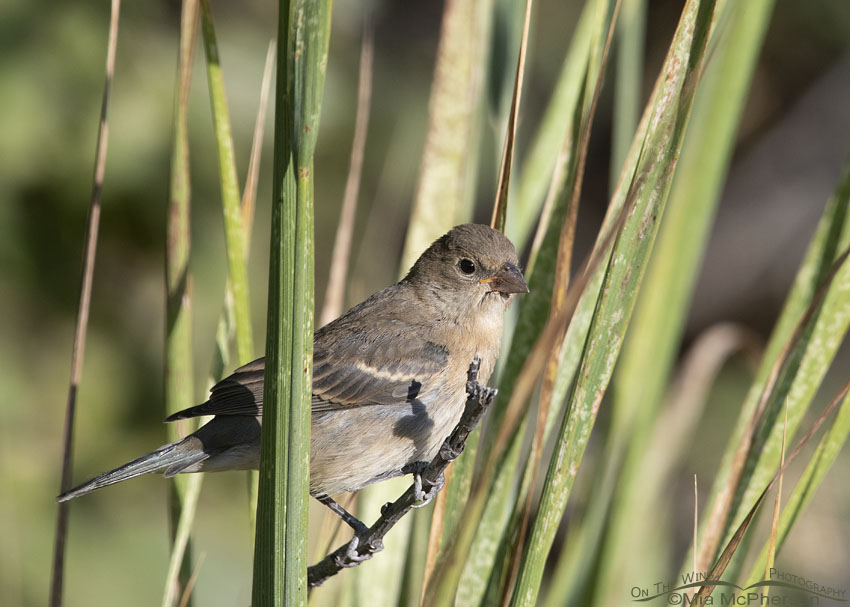 Immature Lazuli Bunting in grasses, Wasatch Mountains, Morgan County, Utah