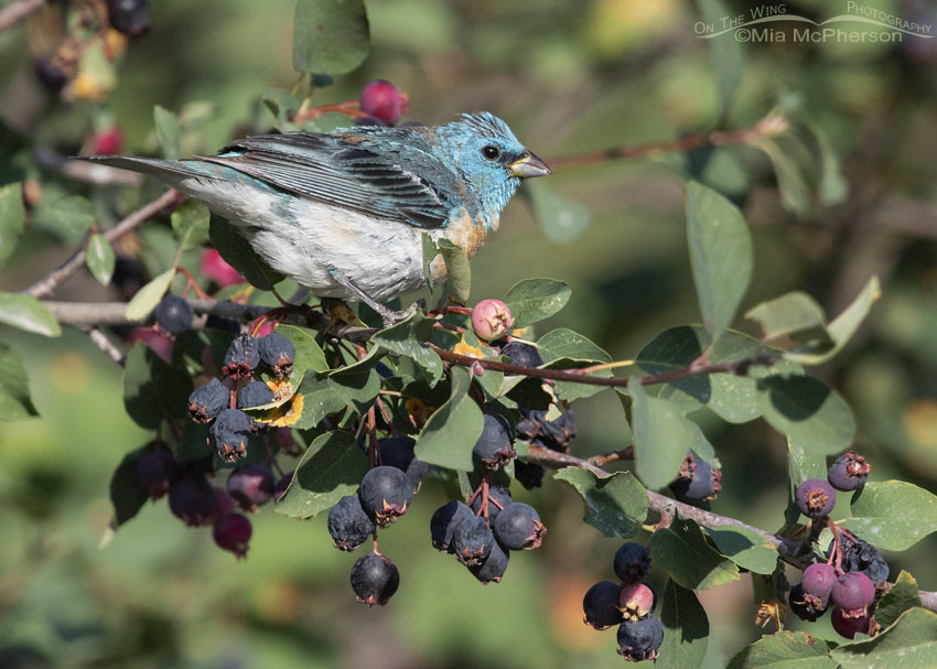 Adult male Lazuli Bunting in a Serviceberry, Wasatch Mountains, Morgan County, Utah